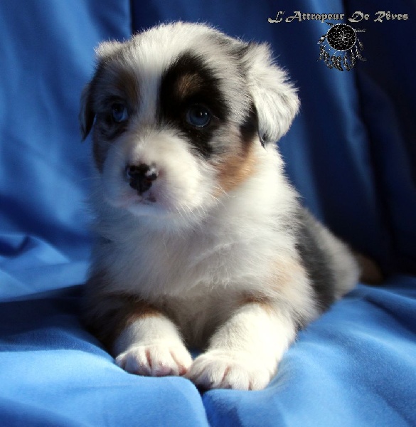 Publication : de l'Attrapeur de rêves