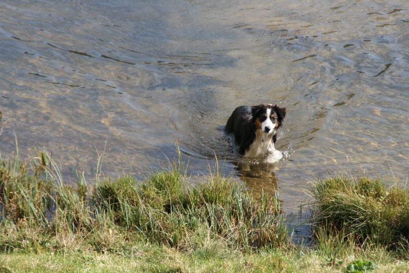 Publication : de l'Attrapeur de rêves