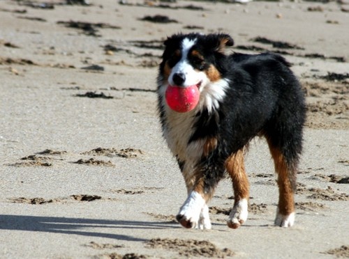 Publication : de l'Attrapeur de rêves