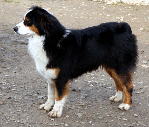 Publication : de l'Attrapeur de rêves