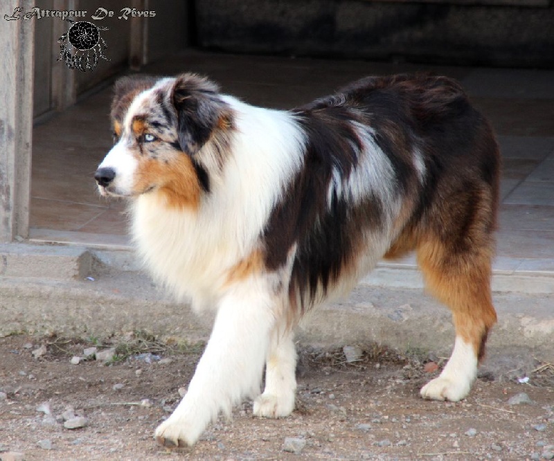 Publication : de l'Attrapeur de rêves