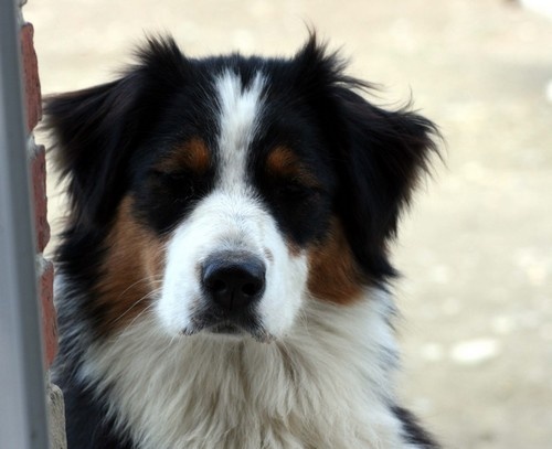 Publication : de l'Attrapeur de rêves