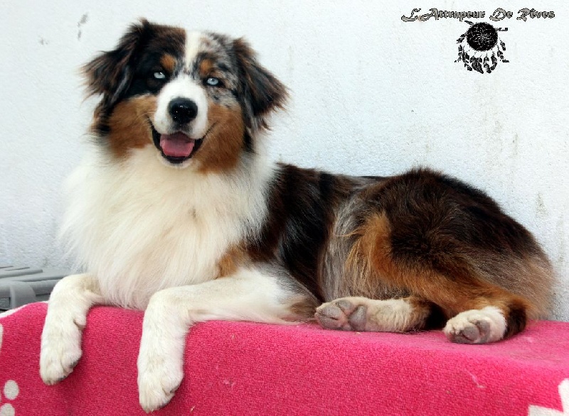 Publication : de l'Attrapeur de rêves