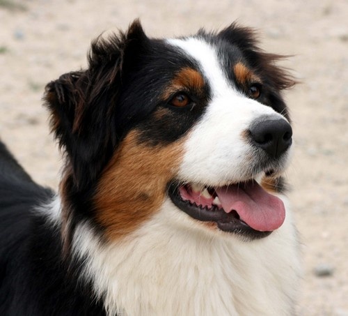 Publication : de l'Attrapeur de rêves