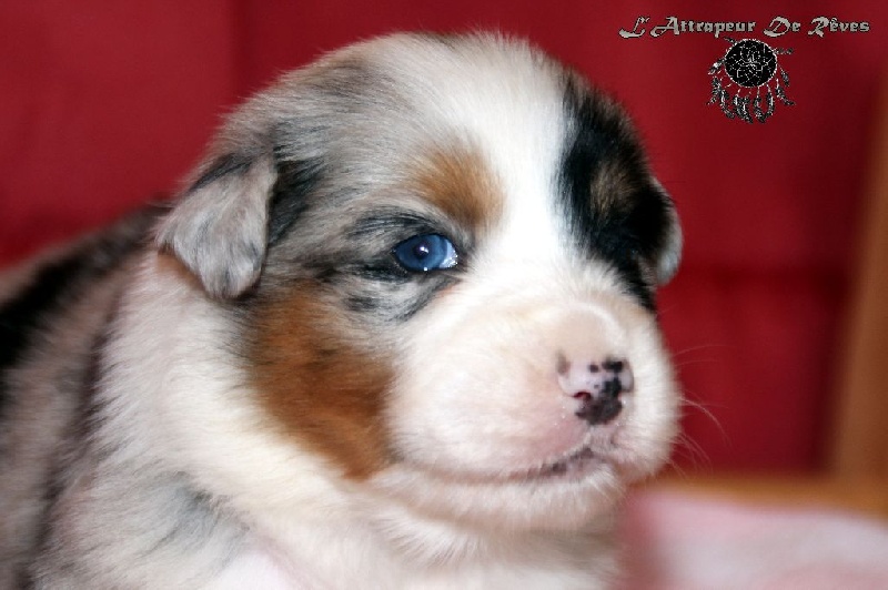 Publication : de l'Attrapeur de rêves