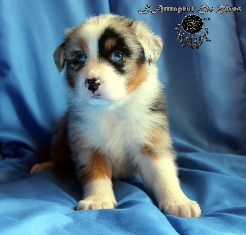 Publication : de l'Attrapeur de rêves