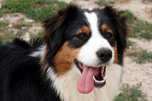 Publication : de l'Attrapeur de rêves