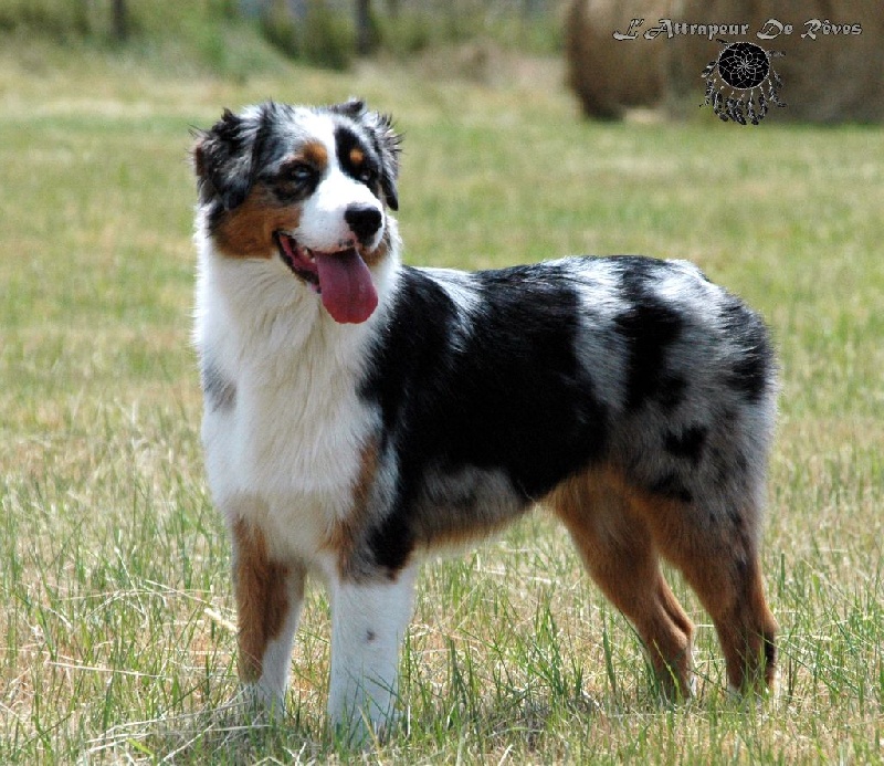 Publication : de l'Attrapeur de rêves