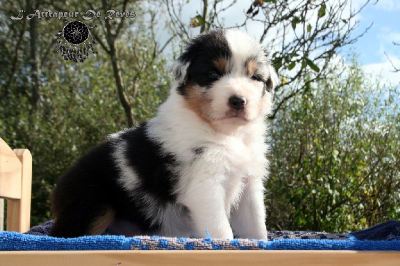 Publication : de l'Attrapeur de rêves