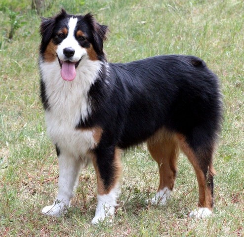 Publication : de l'Attrapeur de rêves