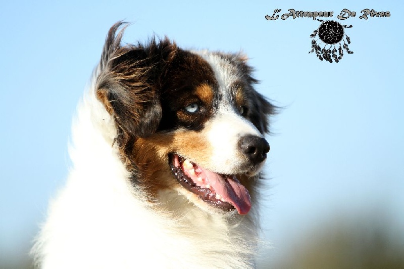 Publication : de l'Attrapeur de rêves