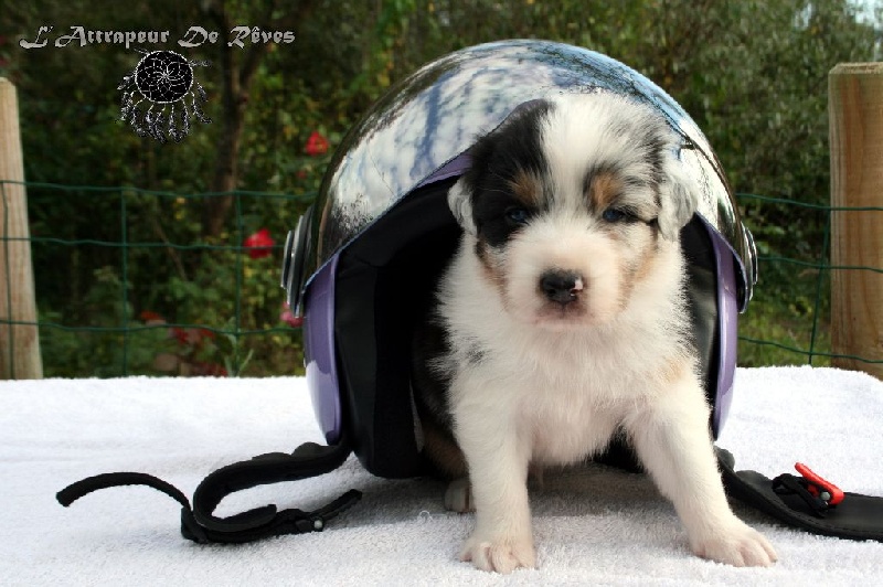 Publication : de l'Attrapeur de rêves