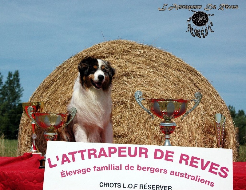 Publication : de l'Attrapeur de rêves