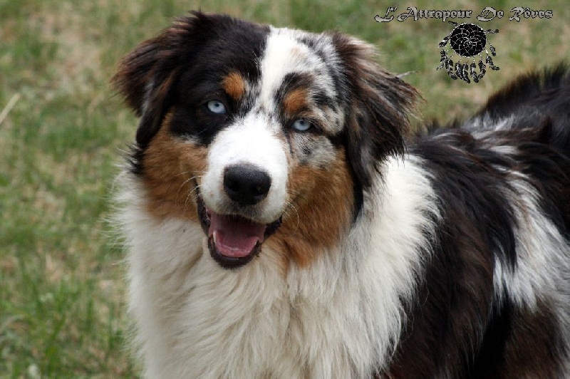 Publication : de l'Attrapeur de rêves