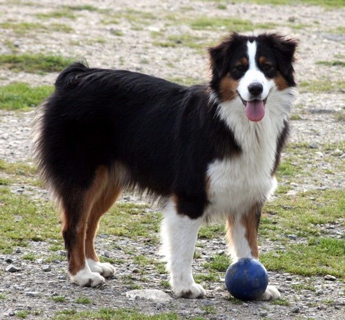 Publication : de l'Attrapeur de rêves