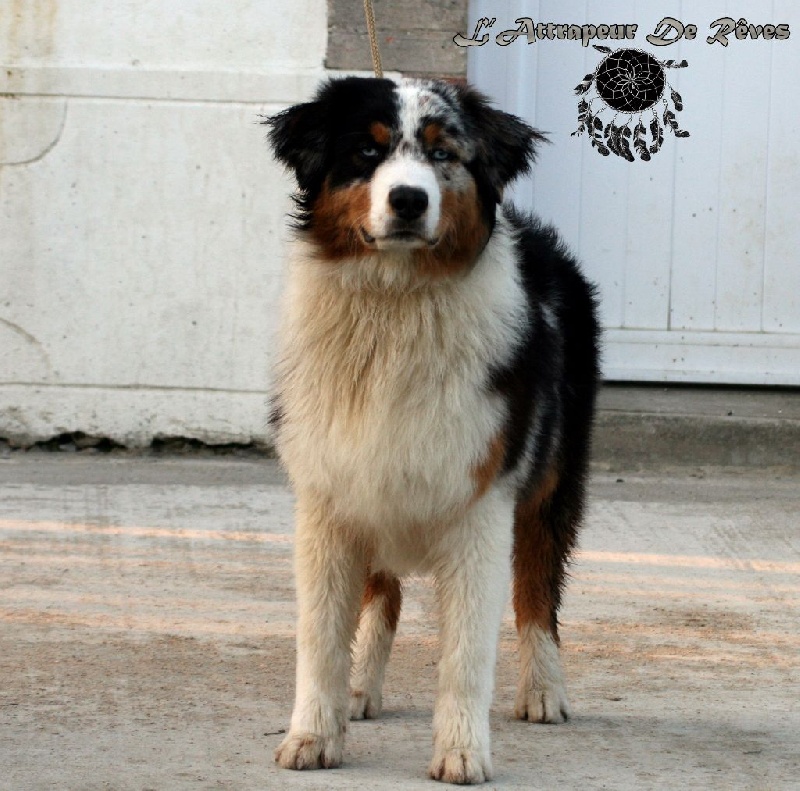 Publication : de l'Attrapeur de rêves