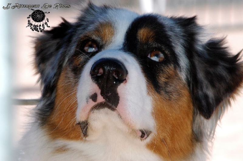 Publication : de l'Attrapeur de rêves