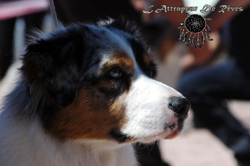 Publication : de l'Attrapeur de rêves