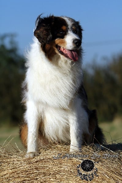 Publication : de l'Attrapeur de rêves