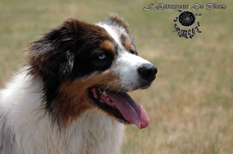 Publication : de l'Attrapeur de rêves