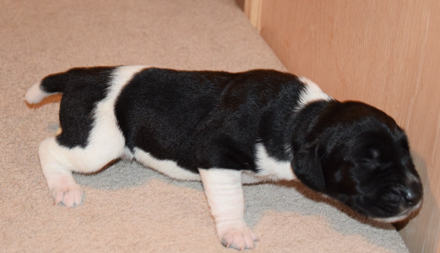 CHIOT 7