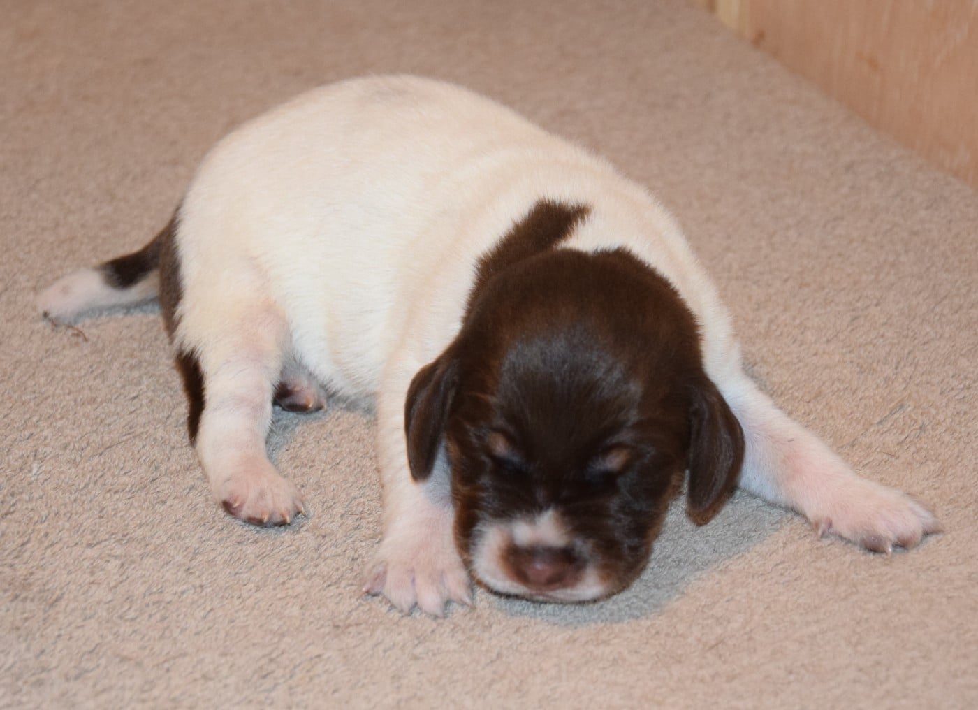 CHIOT 8