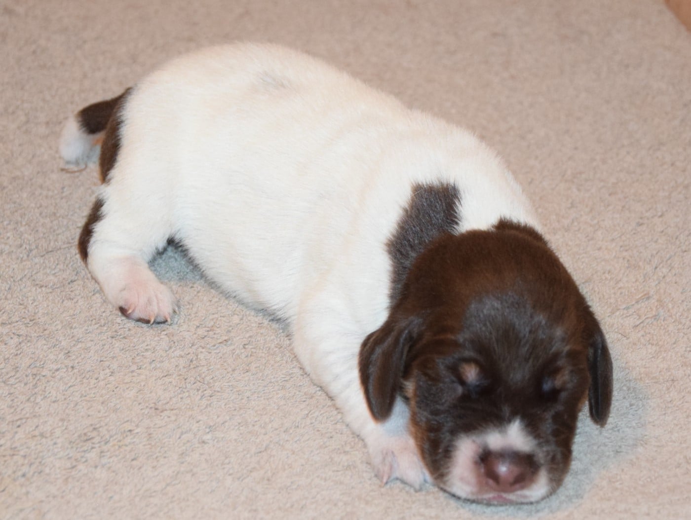 CHIOT 8