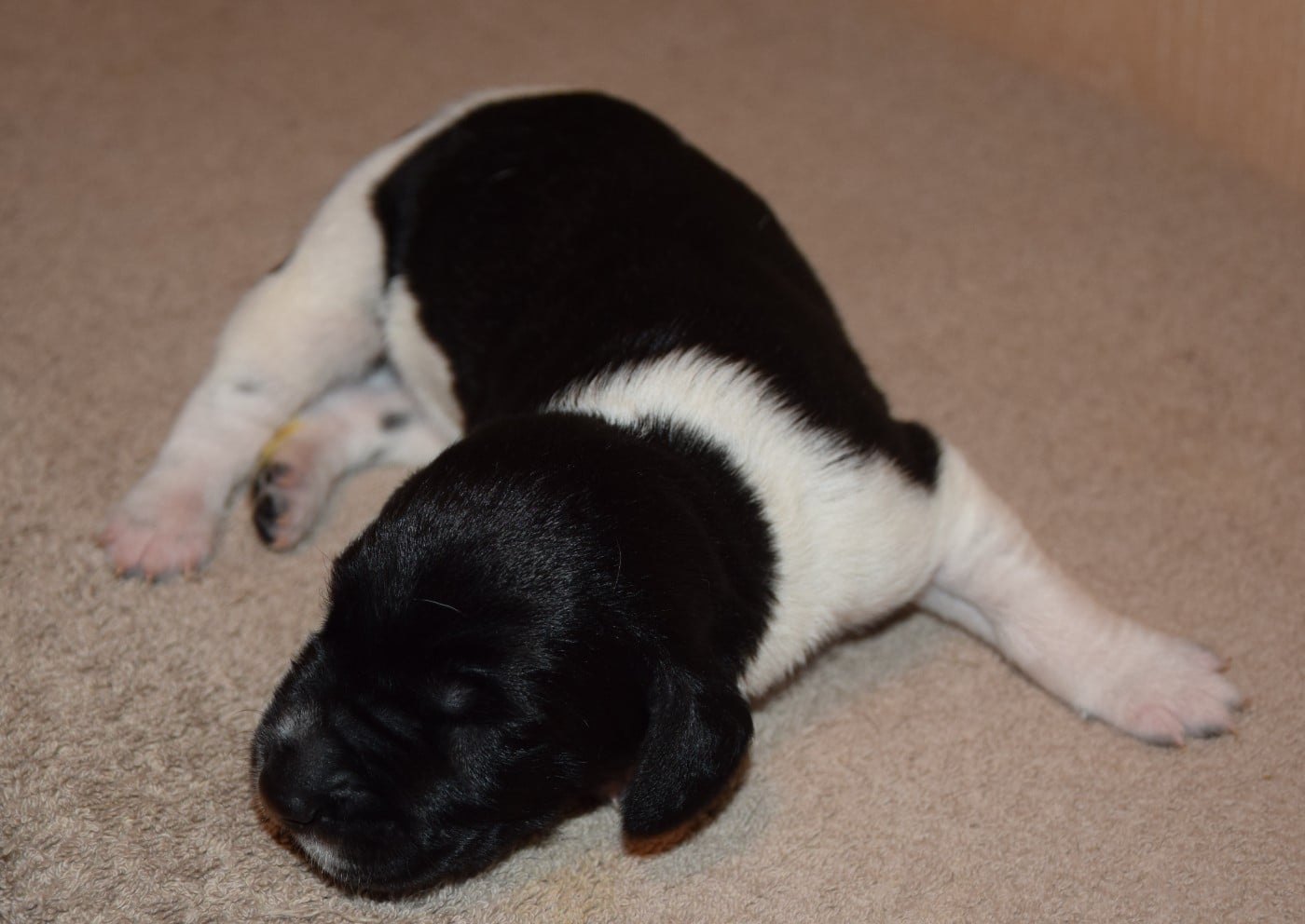 CHIOT 7
