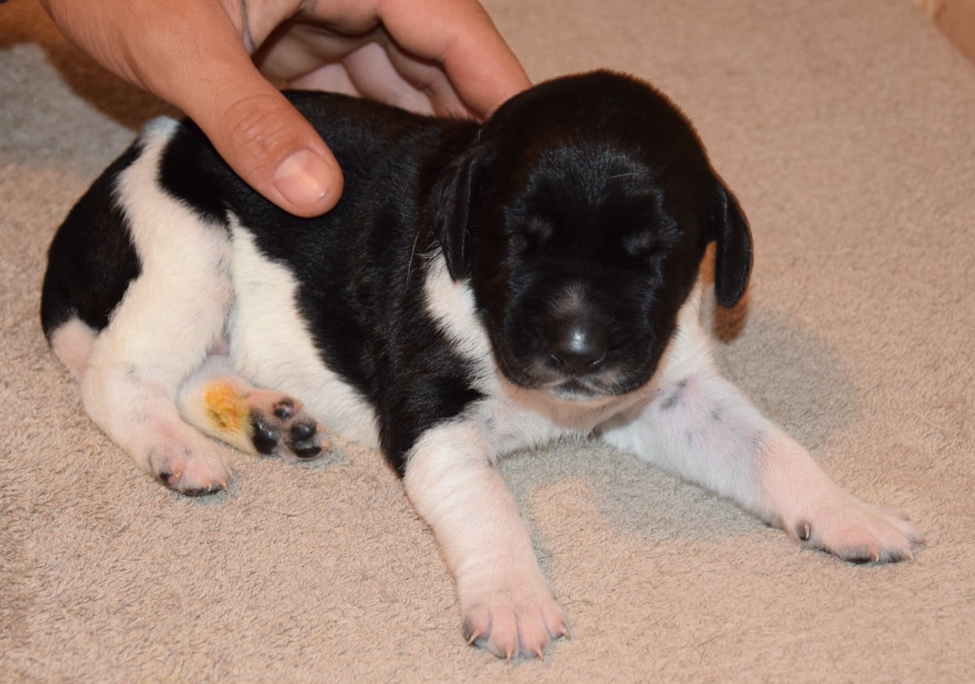 CHIOT 7