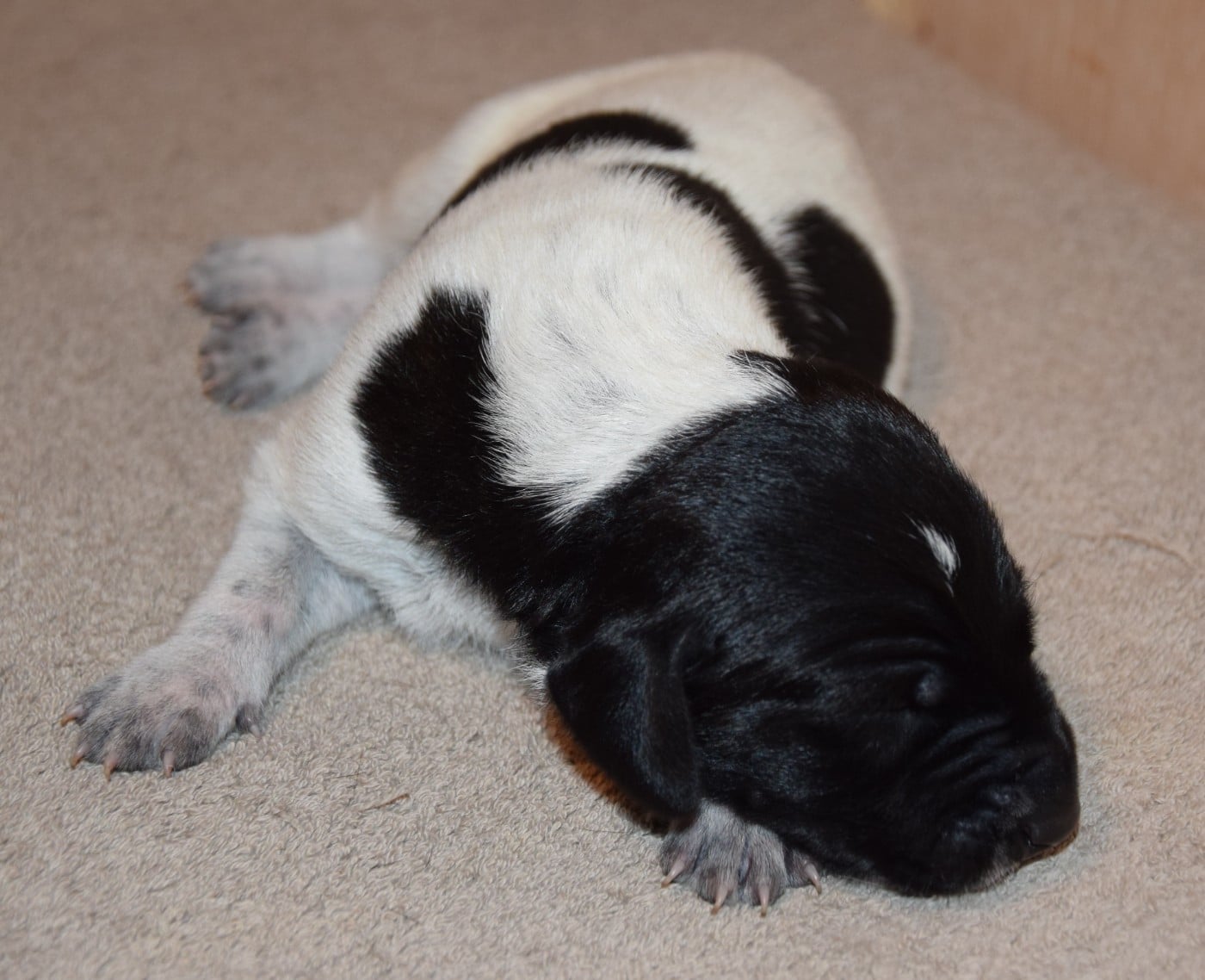 CHIOT 9