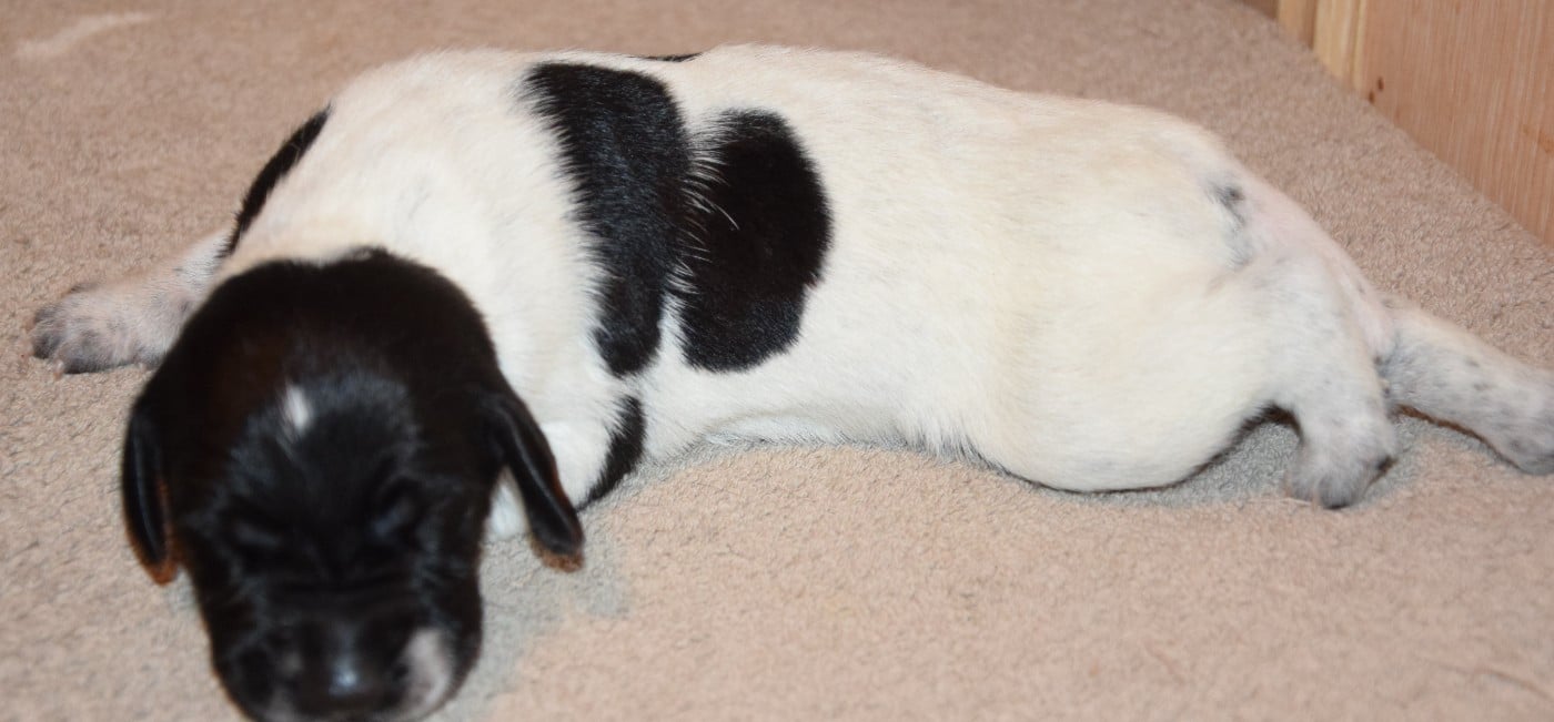 CHIOT 9