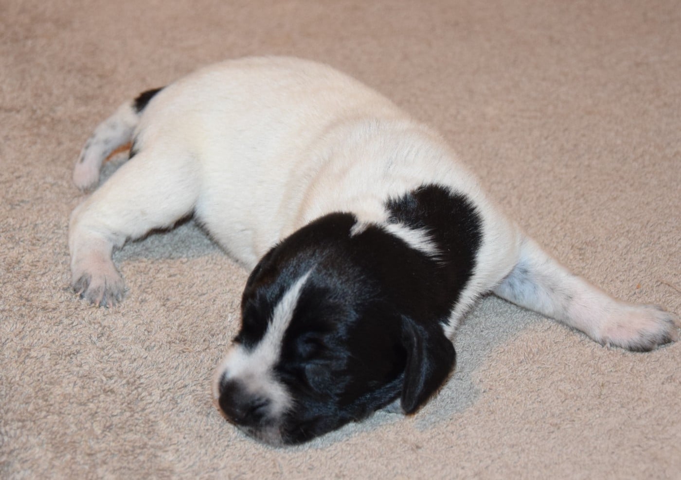 CHIOT 10