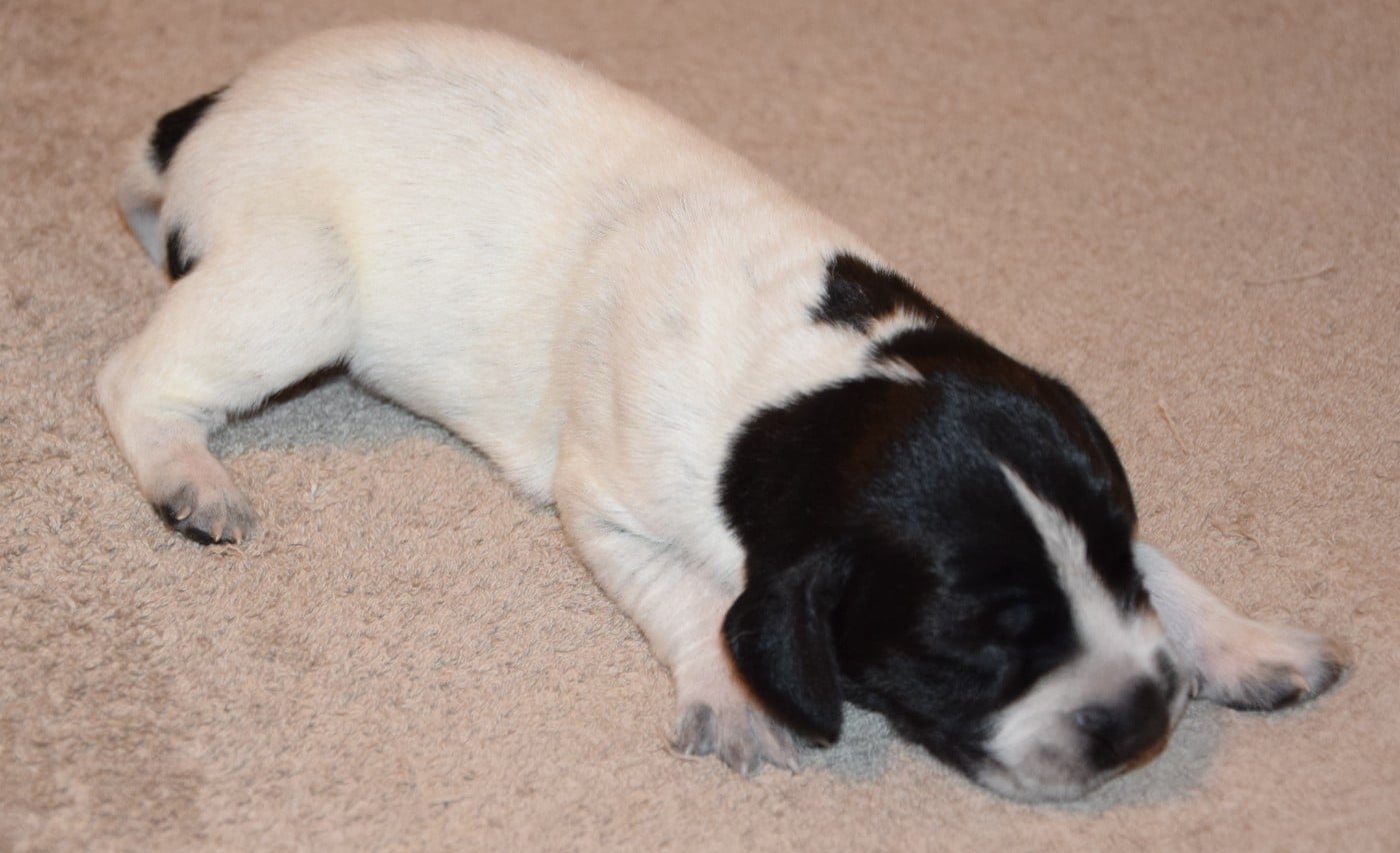CHIOT 10