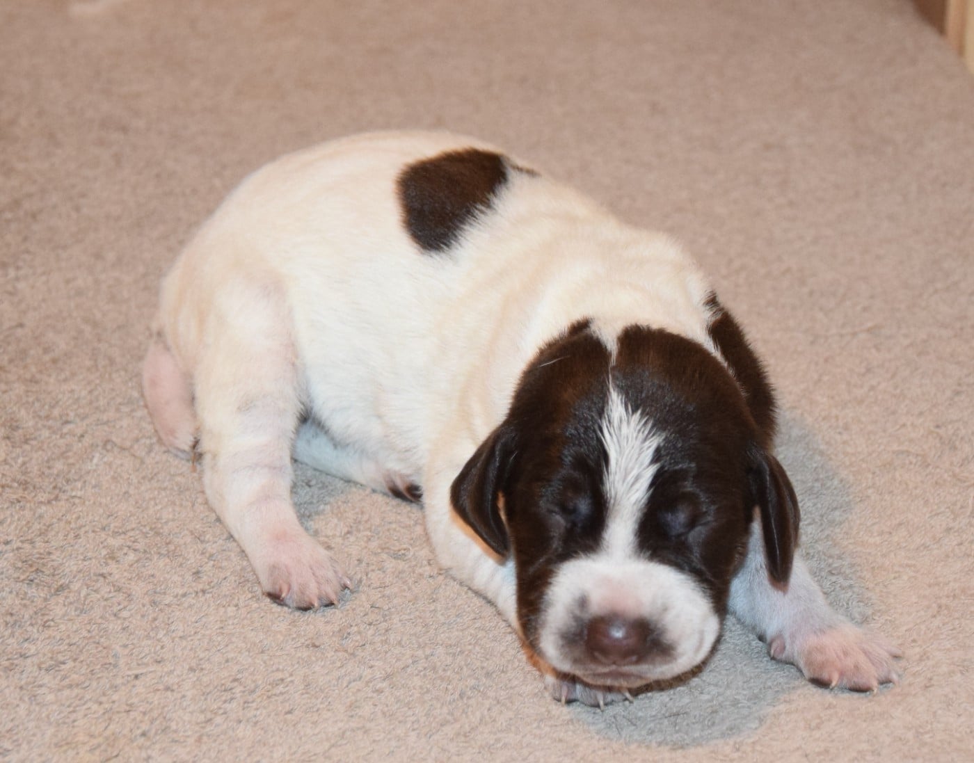 CHIOT 1