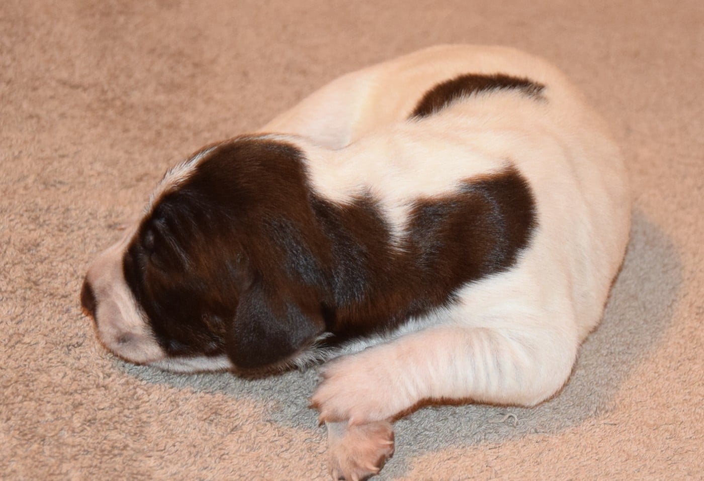 CHIOT 1