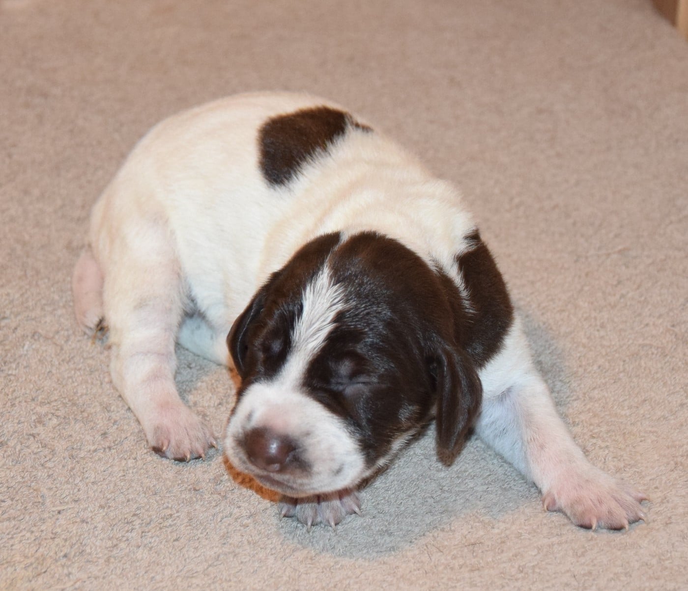 CHIOT 1