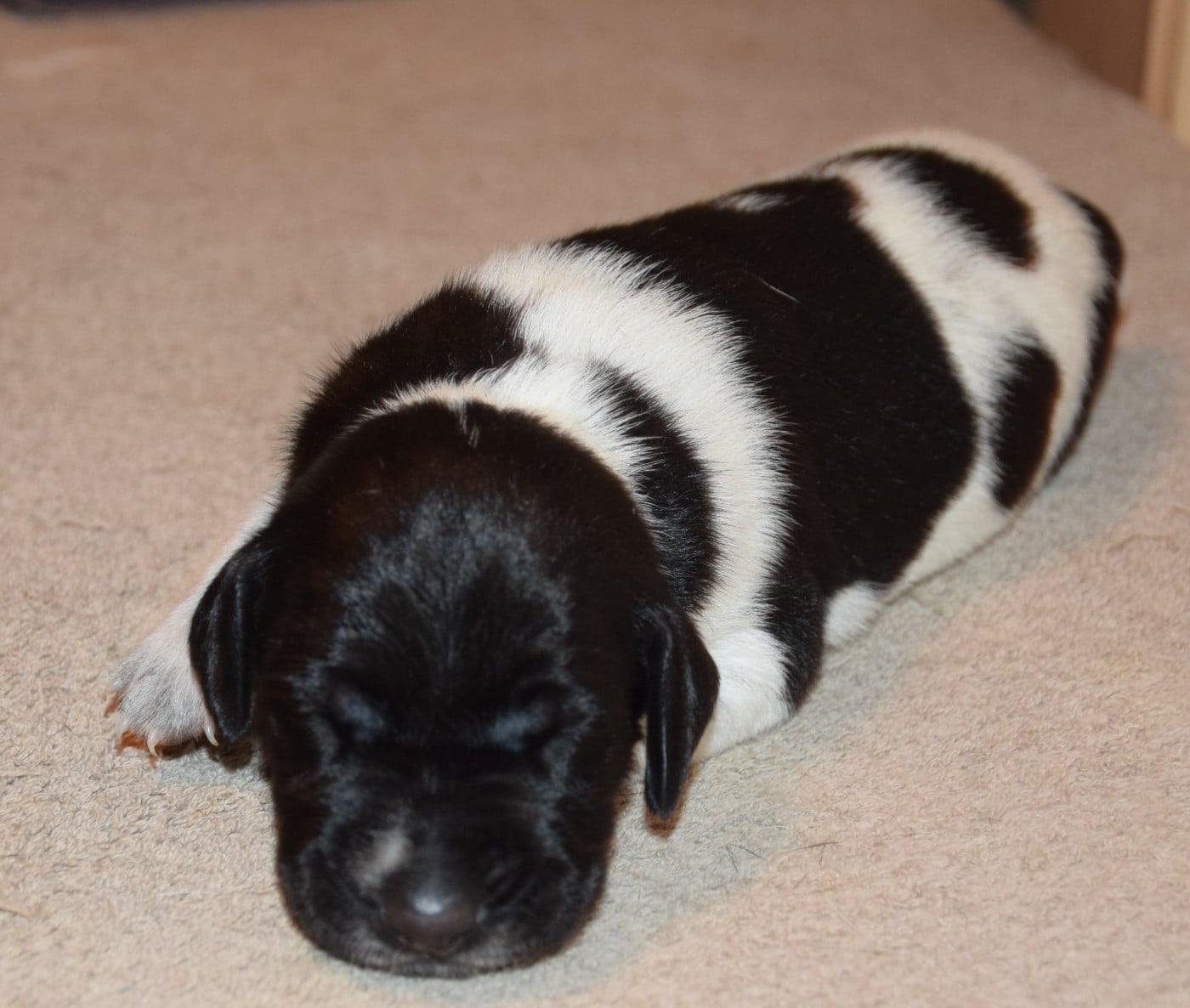 CHIOT 2
