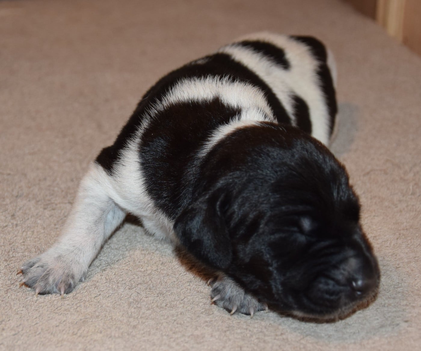 CHIOT 2
