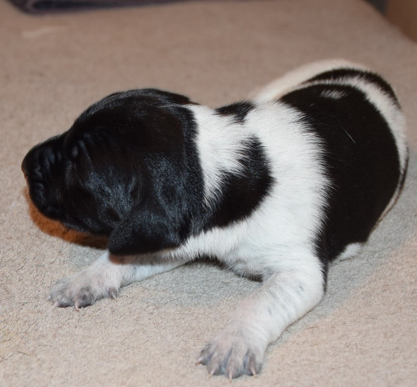 CHIOT 2