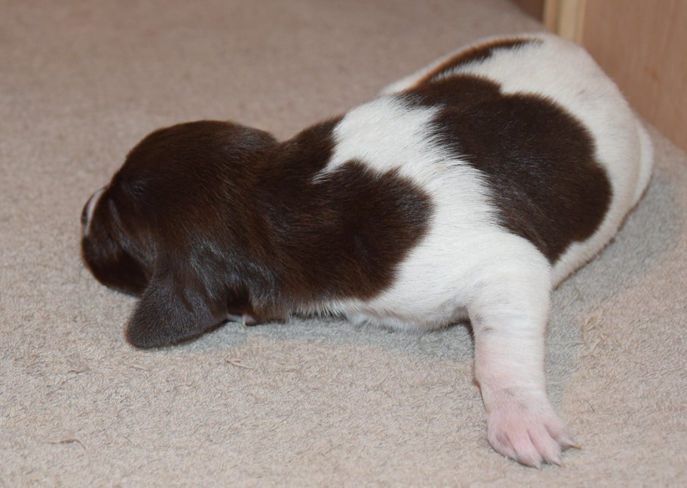 CHIOT 3