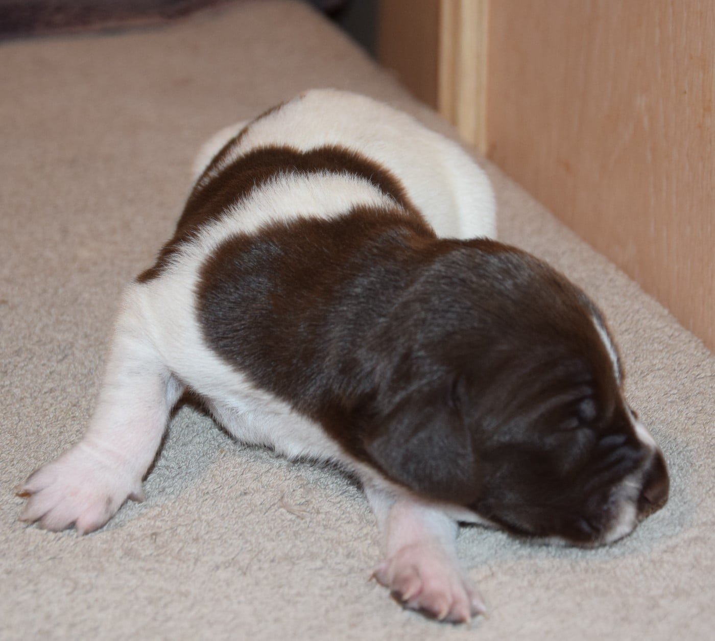 CHIOT 3