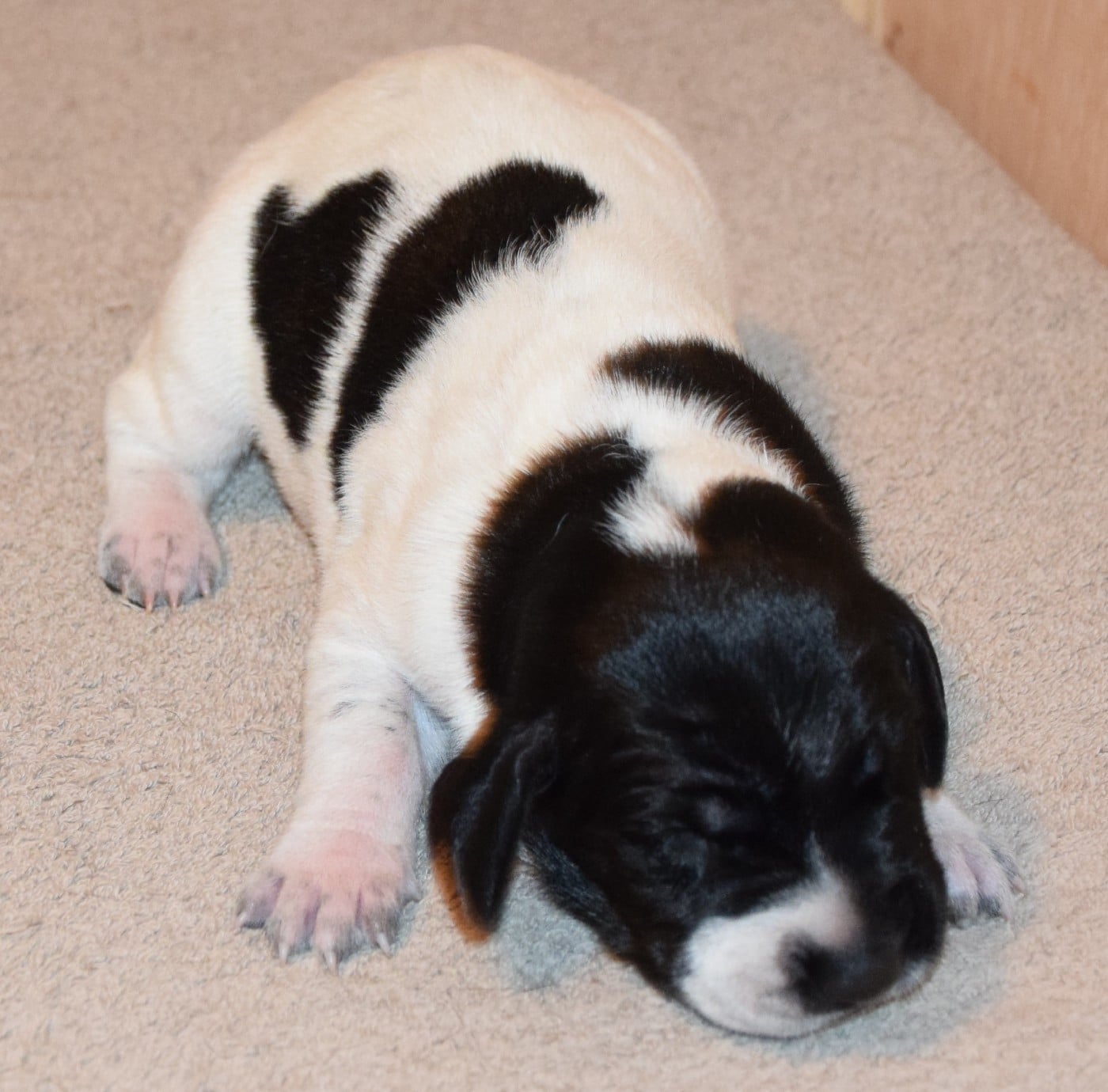 CHIOT 4