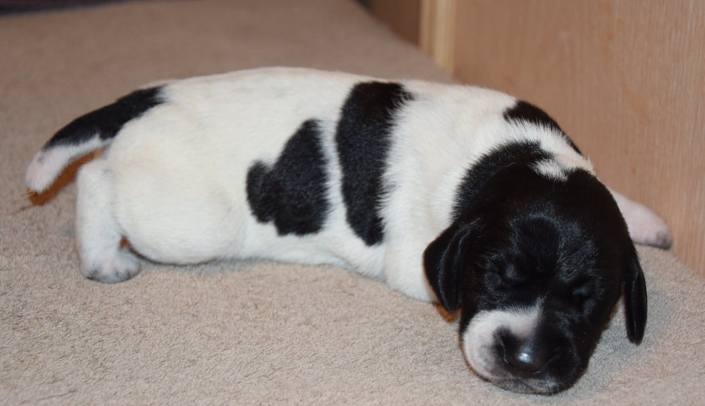 CHIOT 4