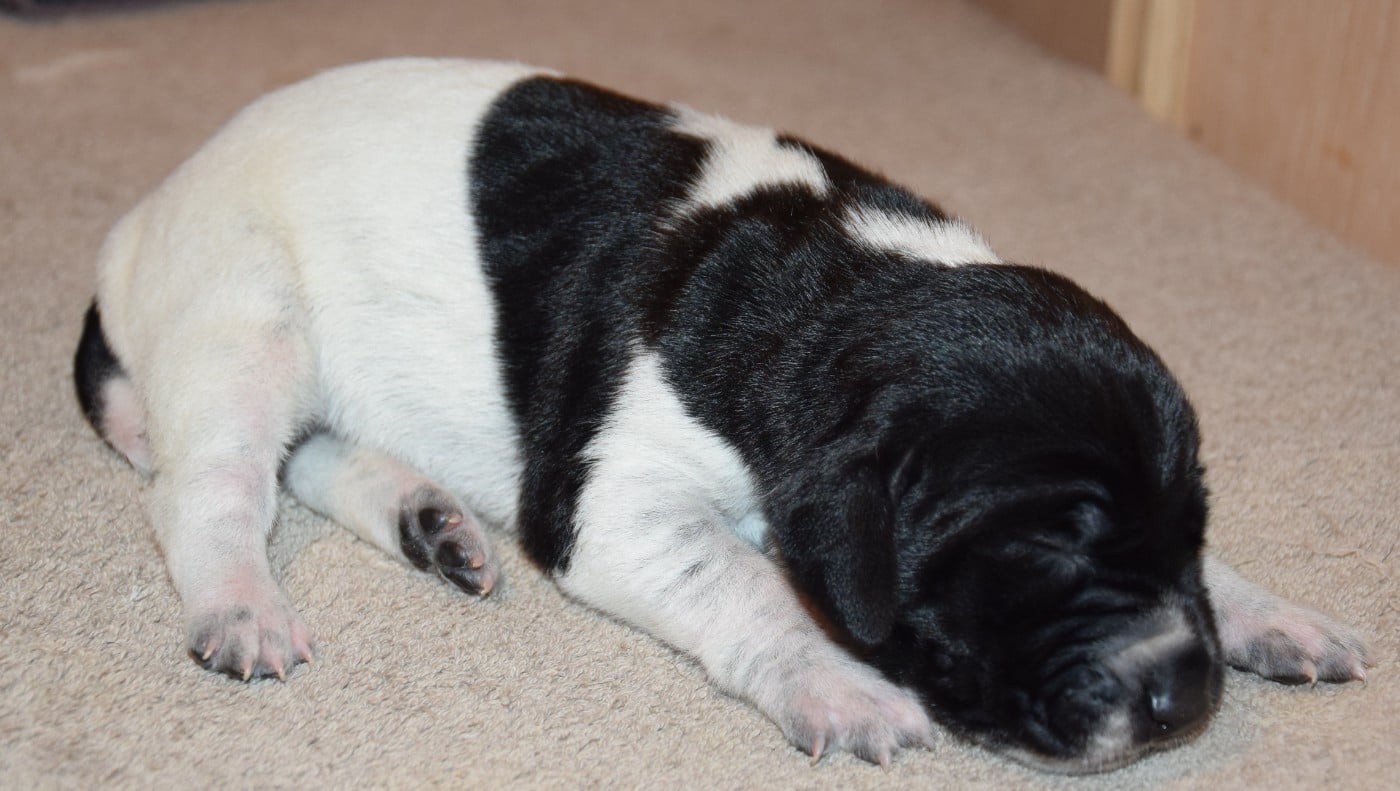CHIOT 5
