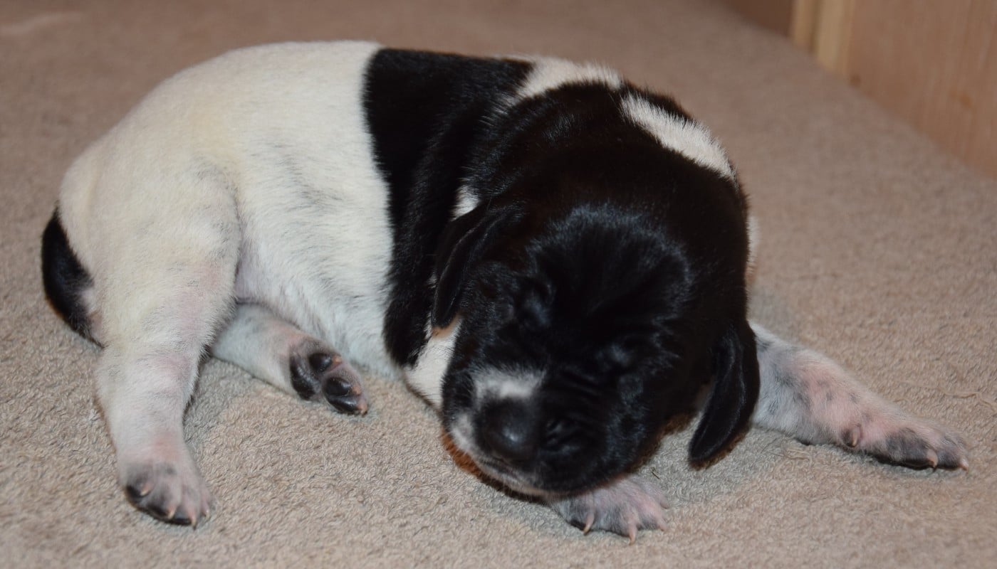 CHIOT 5