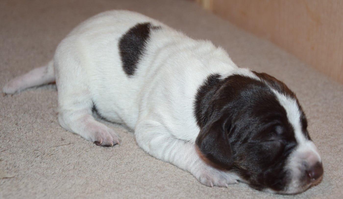 CHIOT 6