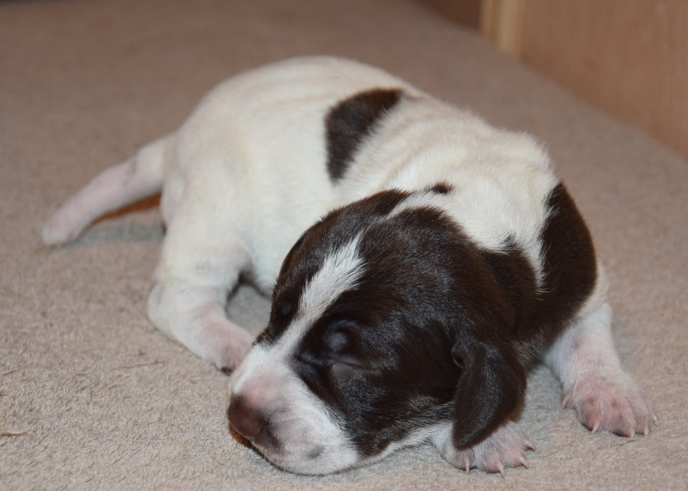 CHIOT 6