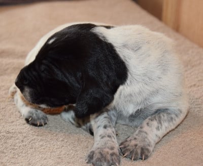 Les chiots de Braque allemand à poil court
