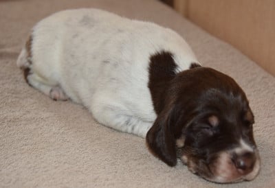 Les chiots de Braque allemand à poil court
