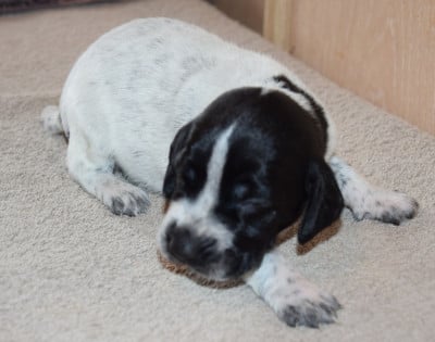Les chiots de Braque allemand à poil court